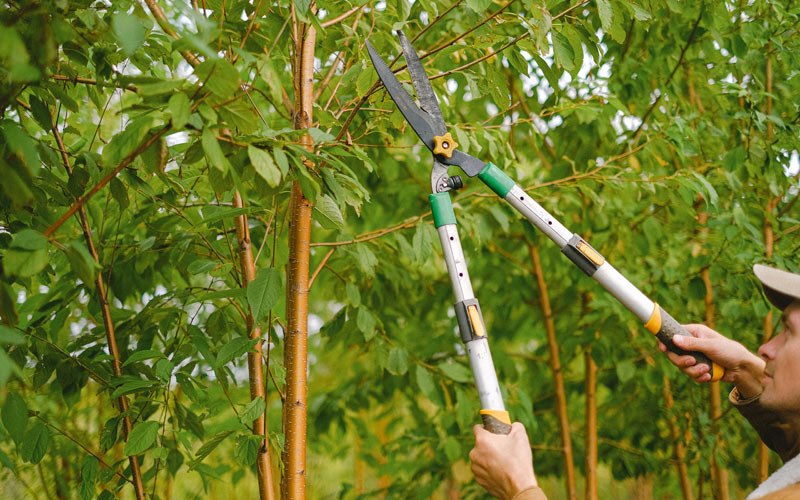 Tree trimming in Granville, ND